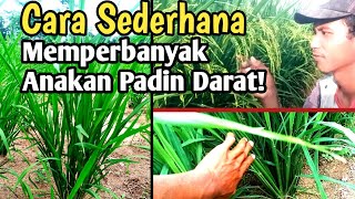 How to Increase the Number of Seedlings in Dryland Rice, Upland Rice, Mountain Rice, Plantation R...