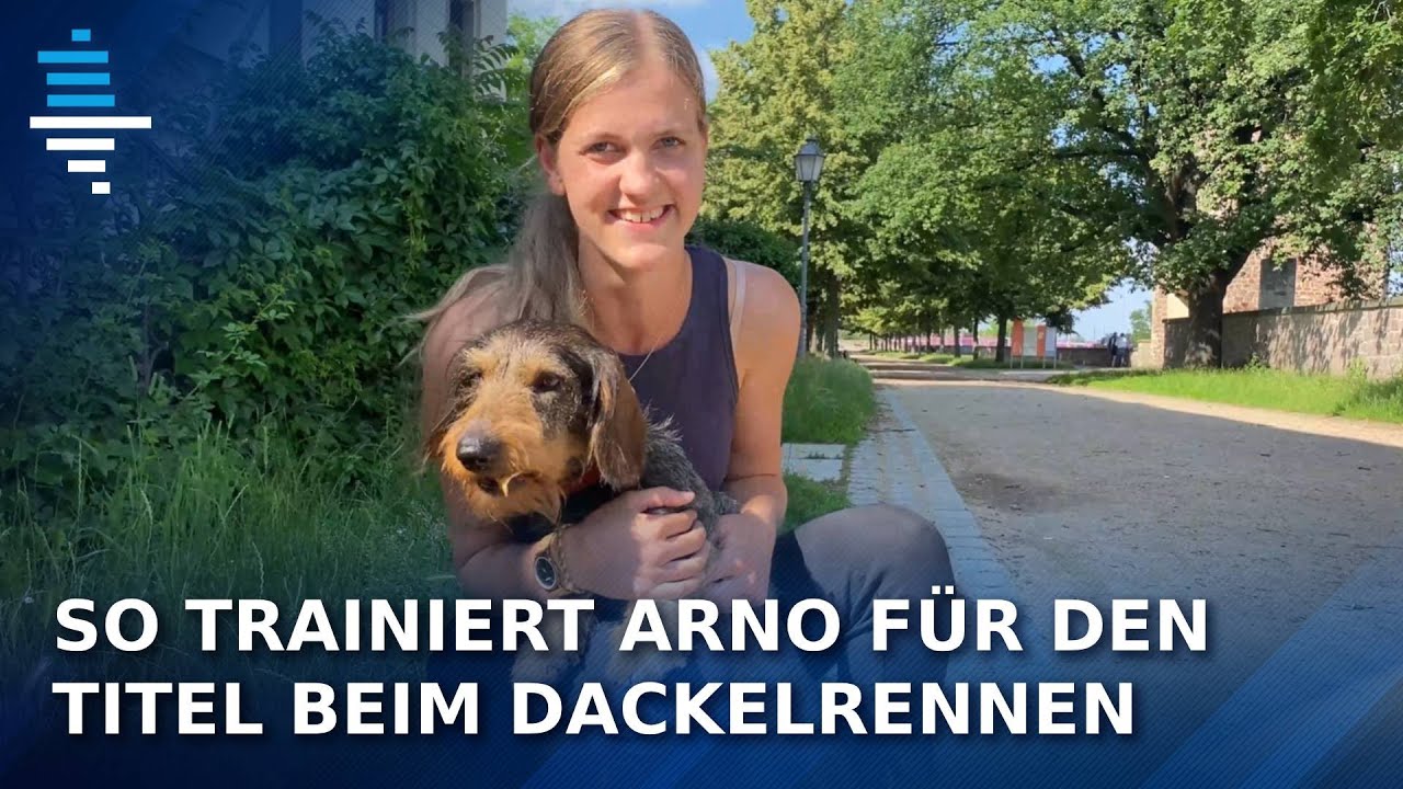 Dackel trainiert für das nächste Dackelrennen!