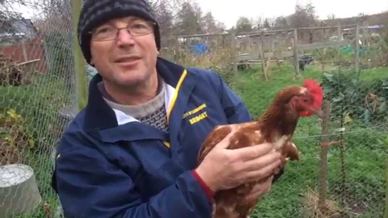 Keeping Chickens Easily