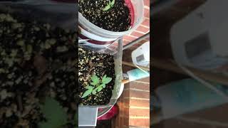 420 Outdoor Grow Ep. 5 Platinum Og Update Week 3 after Hurricane Florence Aftermath