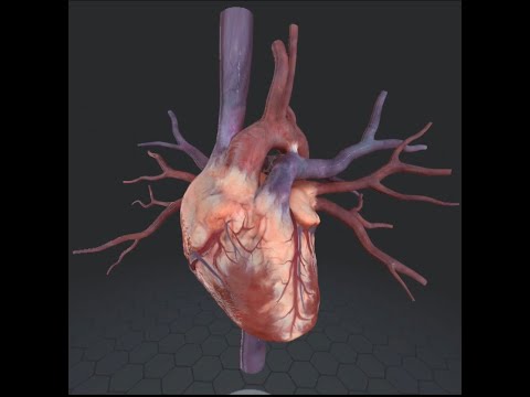 Так близко Вы еще никогда не видели: строение Сердца  (Анатомия ЕГЭ/ОГЭ)