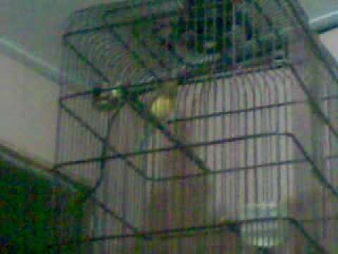 canari mp4 canari mp4