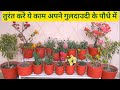 आज ही कर लें यह जरूरी काम | गुलदाउदी के पौधे को अगले साल के लिए कैसे बचाएं |Chrysanthemum Plant Tips