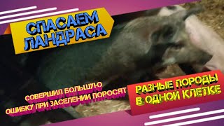 Спасаем ландраса. Допустил ошибку при заселении поросят.Переделка заброшенного сарая под свинарник.