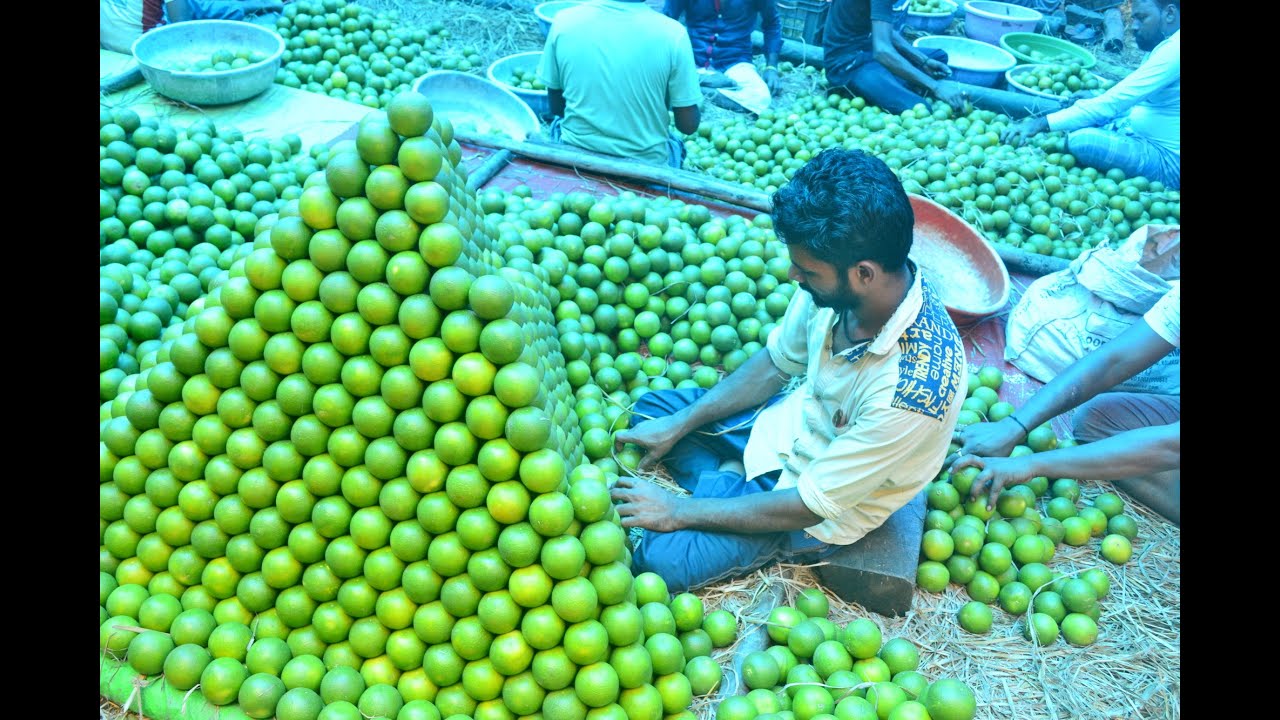 Fruit Market in Kolkata Fruit Market (Mechua Bazaar) Banana Auction