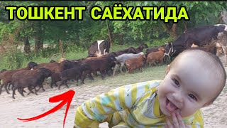 ОРЗУЙИМДАГИ ТЕПАЛИК...(ОХУНОВ ТВ)