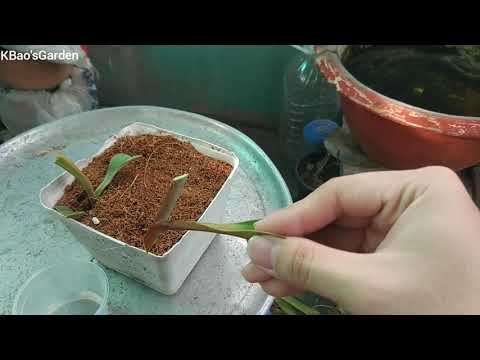 Video: Giâm cành cây Pitcher - Học cách Nhân giống cây Pitcher từ cành giâm