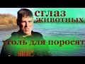 уголь для свиней//сглаз животных