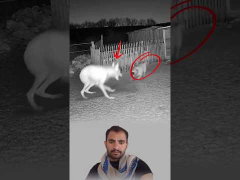 الكلب يقفز ويعض المخلوق الغريب محاول ا صد ه عن الأغنام بينما الوحش يزمجر ويقاوم بكل عنفوان 