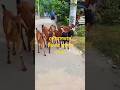 ১৮: উপজেলায় ছেড়ে পালন করা ছাগলের ঝাঁক#vlog #motivation #comedy #ছাগল পালন#cow #funny#shortvideo
