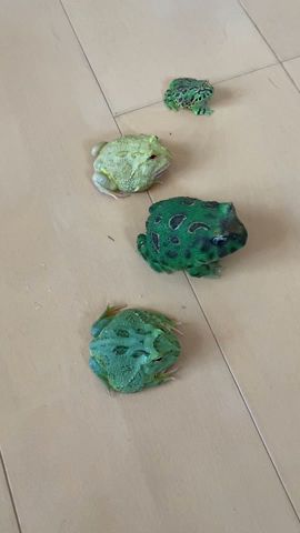 偽物カエルがいる。