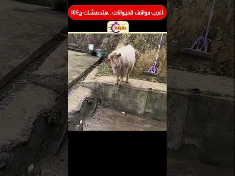 أغرب مواقف للحيوانات هتدهشك ج154