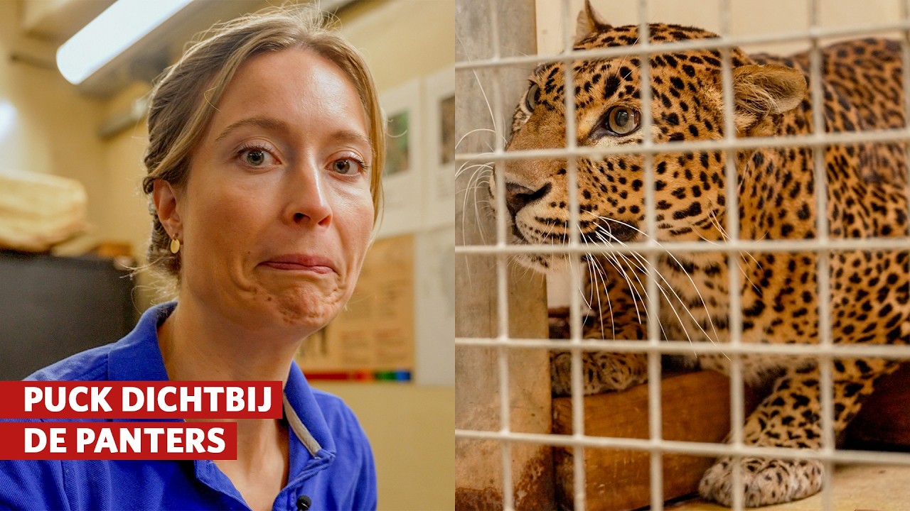 😱 Puck dichtbij de panters! (Deel 2/2) | Burgers' Zoo achter de schermen