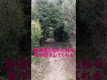 2月の静岡に雪が降る