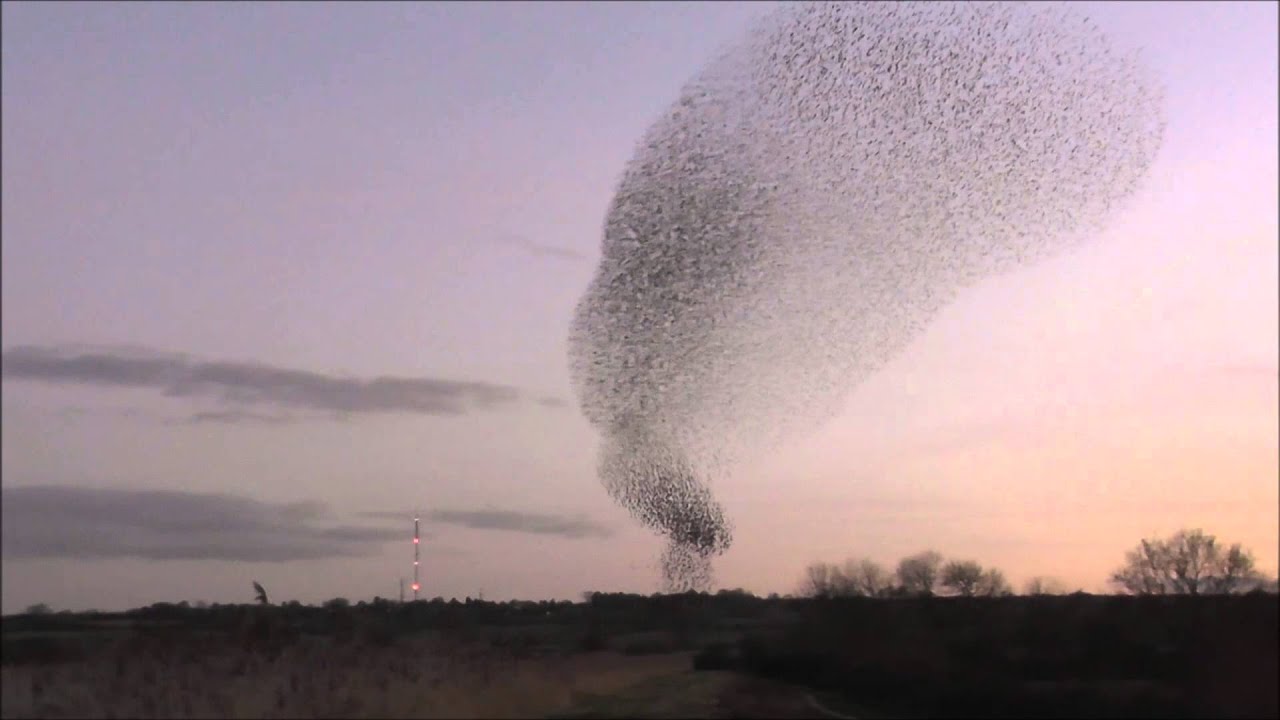 539pm A Tornado of starlings YouTube