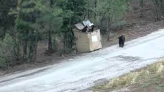 Bear Cubs Rescued From Dumpster