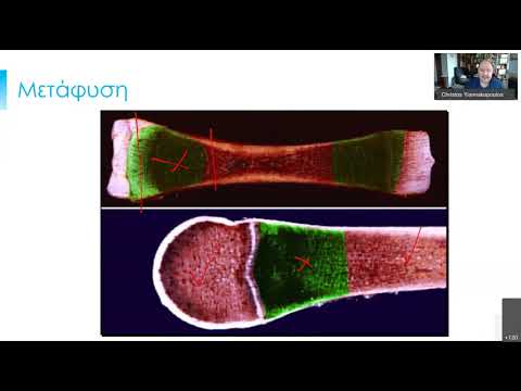 Βίντεο: Τι είναι οι μυελικές νευρικές ίνες;