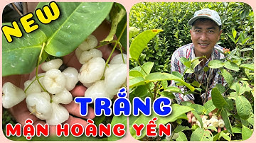 Cây Mận hoàng Yến TRẮNG siêu hot | 0386569374 - Ngọc Ngân Bến Tre | Chuyên cây độc lạ