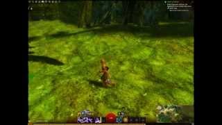 GW2 Graphical glitches