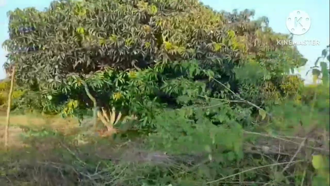 திண்டுக்கல் மாவட்டம் கோபால்பட்டி அருகில் உள்ளது உழவன் மகன் ரியல் எஸ்டேட் 9524672540