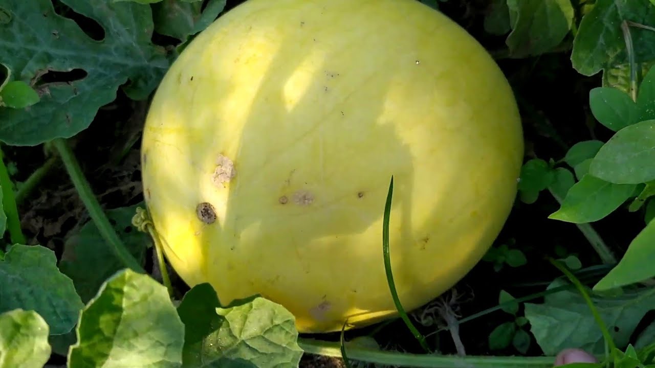 Watermelon Skin Color Rare Watermelon Skinππ /Yellow Skin // Backyard Farming ππ - YouTube
