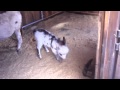 Spotted white miniature donkey foal Dakota frollicking at 3 weeks