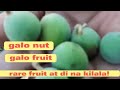 Rare fruit galo nut galo ng kabitenyo batang 80s