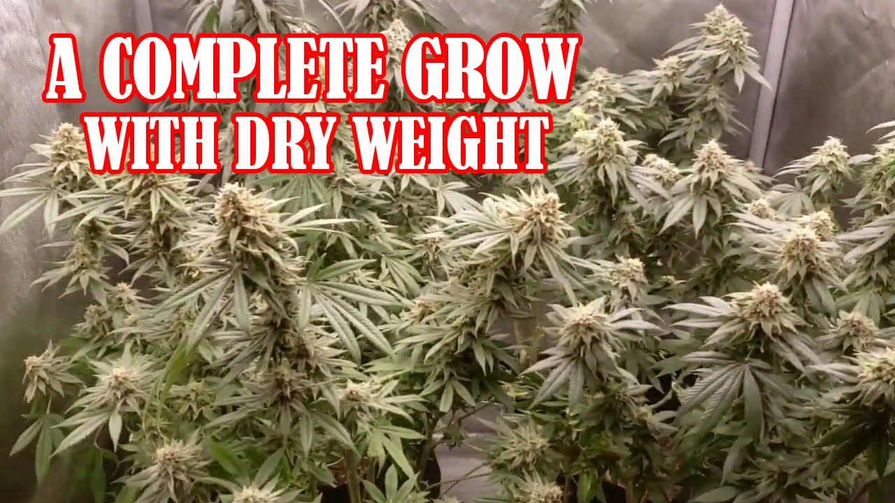 A Complete Seed to Harvest Grow With Dry Weight, A Full Cannabis Grow Timelapse