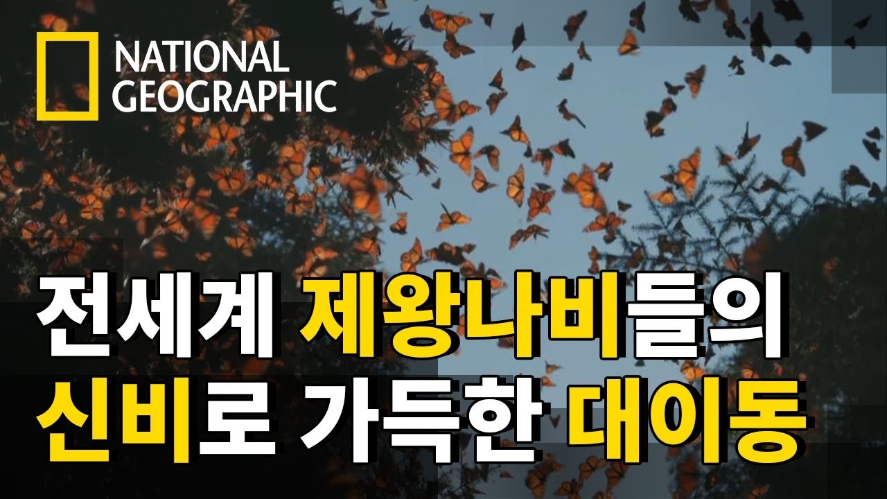 ⁣제왕나비 수백만마리의 '지구 최대의 귀향 행사' [원 스트레인지 락 - 마지막회]