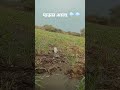 अवकाळी पाउस आलाय #agriculture #shortsvideo