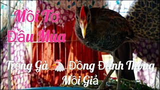 Tiếng Cúm Núm Mồi Đầu Mùa