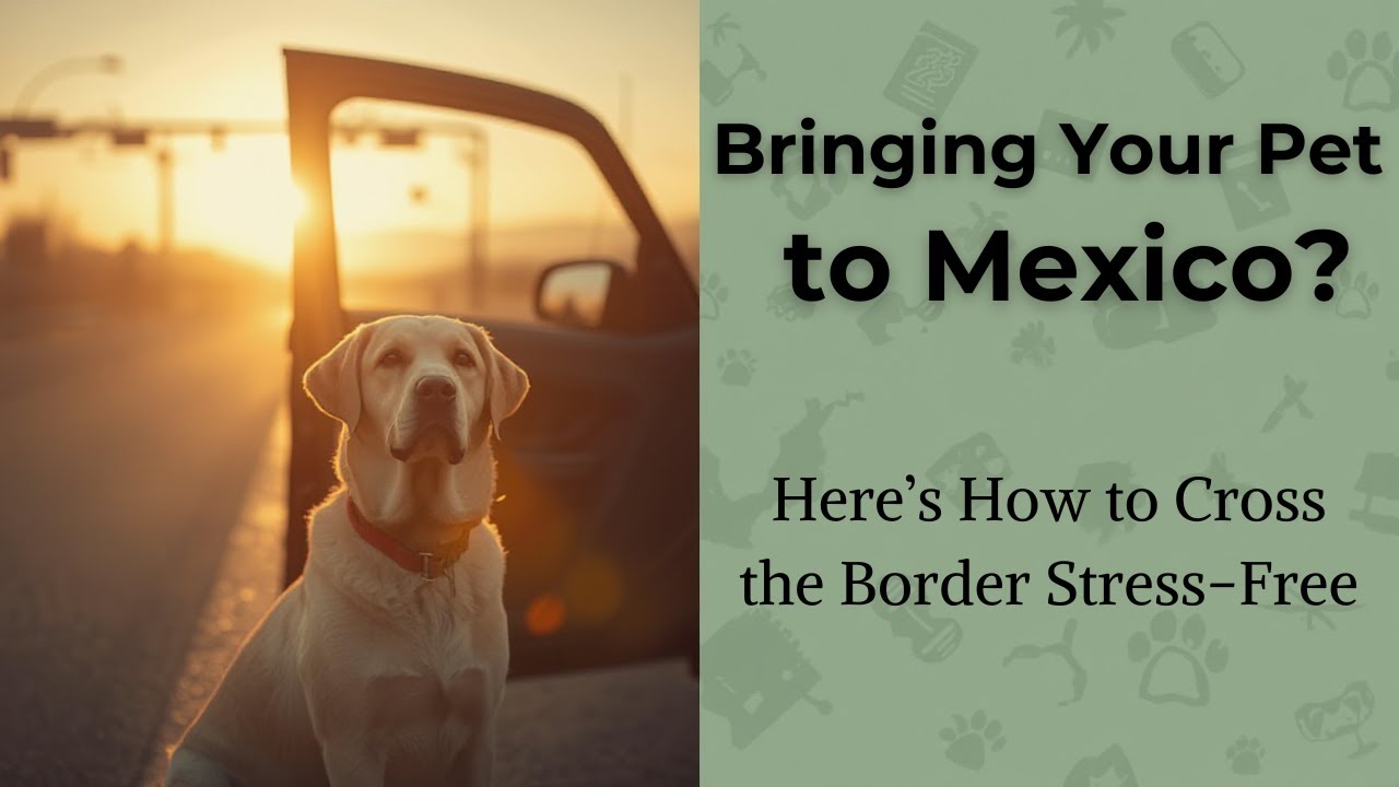 Планируете привезти своего питомца в Мексику? Вот как пересечь границу без стресса!