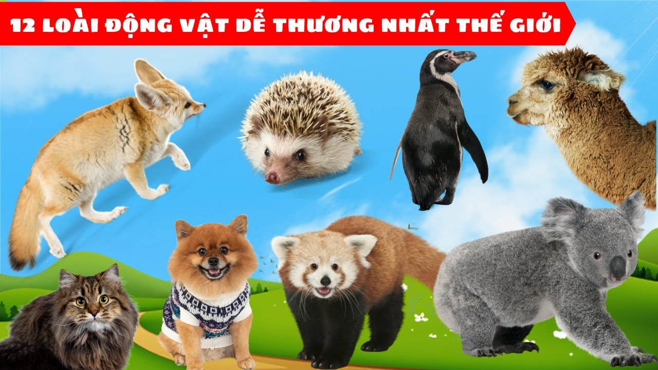 Các Con Vật [#6] Mèo Ba Tư, Chó Phốc Sóc, Koala, Fennec, Alpaca...12 Loài Động Vật Dễ Thương Nhất