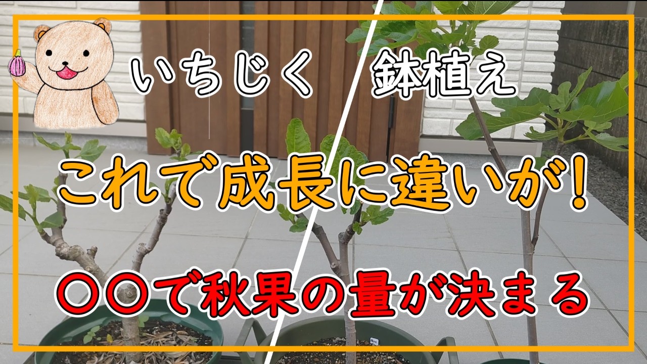 Fig - YouTube