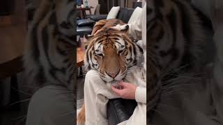 養這隻寵物在家