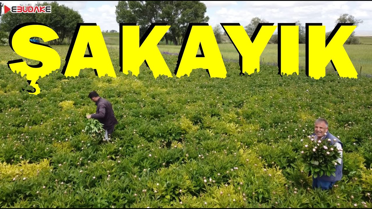 NEDİR BU ŞAKAYIK ? - Şakayık Üretimi nasıl yapılır