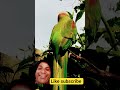 parrot | talkingparot | nonstoptalkingparrot | birds | birdsounds | naturesvoice | parrotlover |