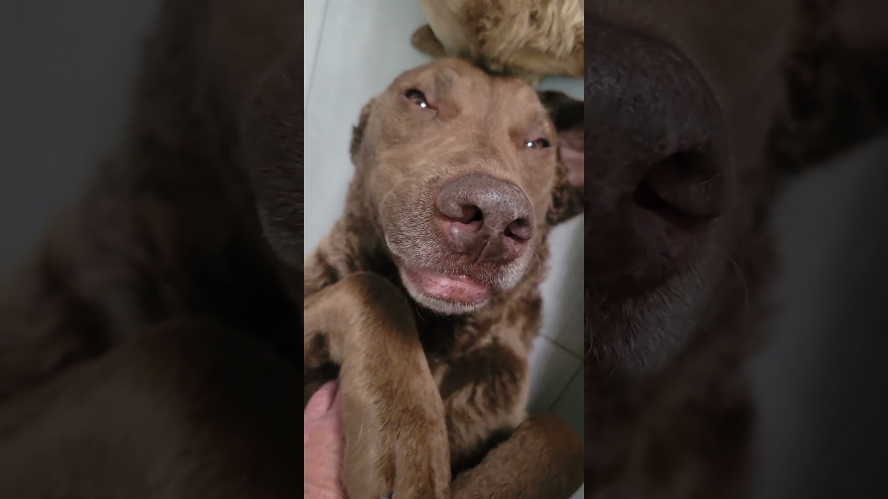 Silly Chesapeakes 🤣  