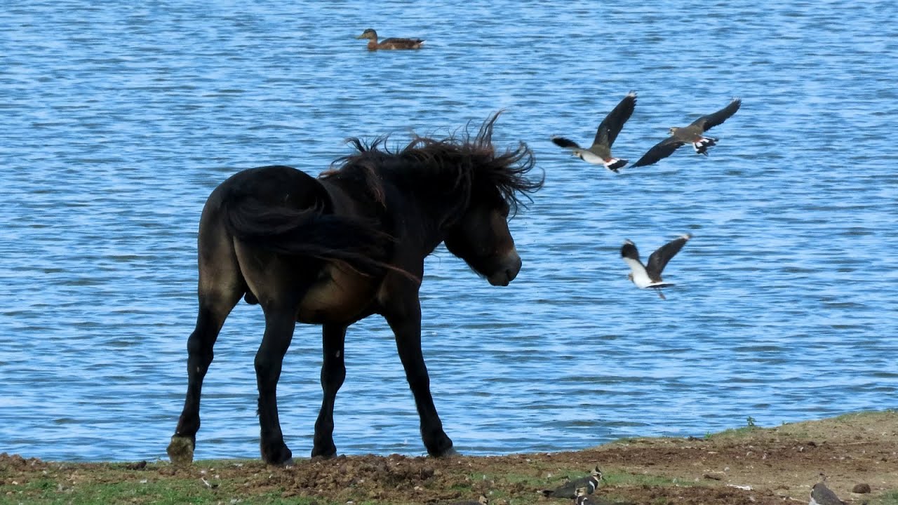 Exmoorský kůň - Kozmické louky, Divoký kůň