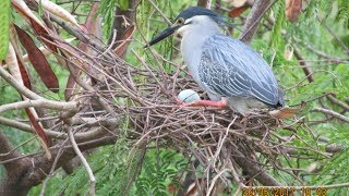 Little Heron Part 2