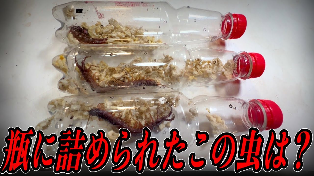 超マニアックな巨大毒蟲が送られてきました