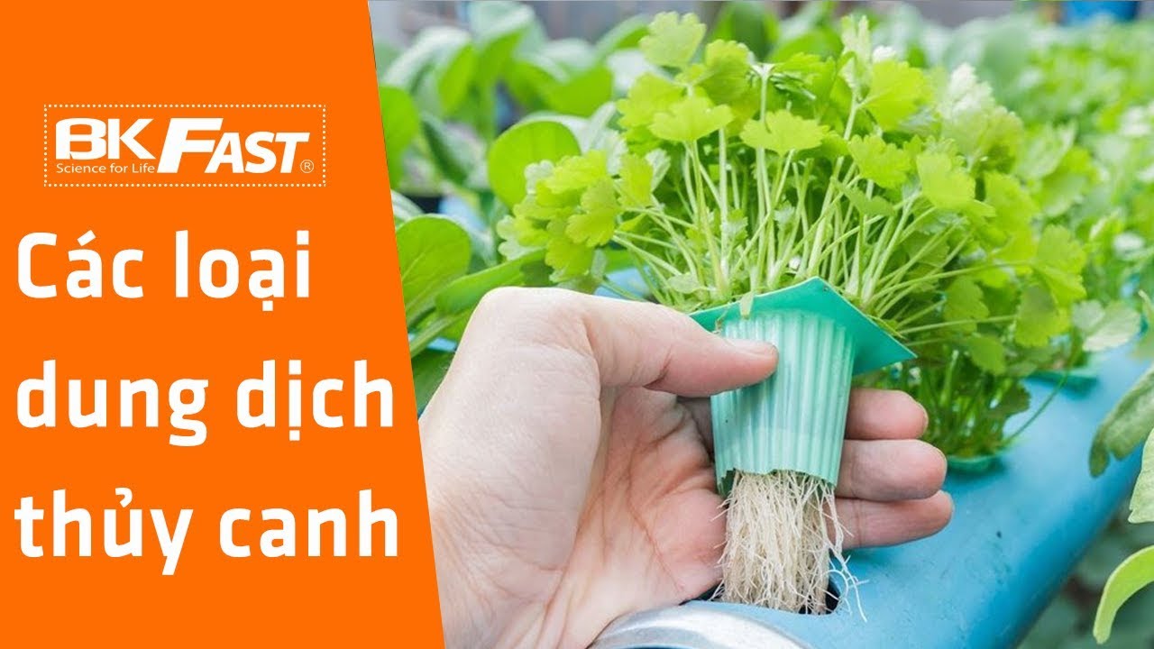 Cách tự pha chế dung dịch thủy canh