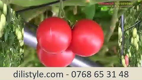 Cà Chua Leo Giàn Siêu Năng Suất Cho Thu Hoạch 32.000 Quả Trên 1 Thân Cây