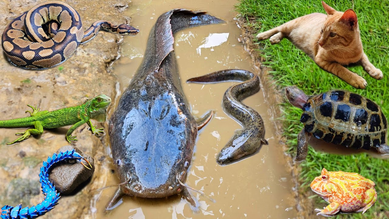 Nice! Menangkap ikan lele besar dalam lubang, ikan gabus, ikan hias, belut, katak lucu, kura kura