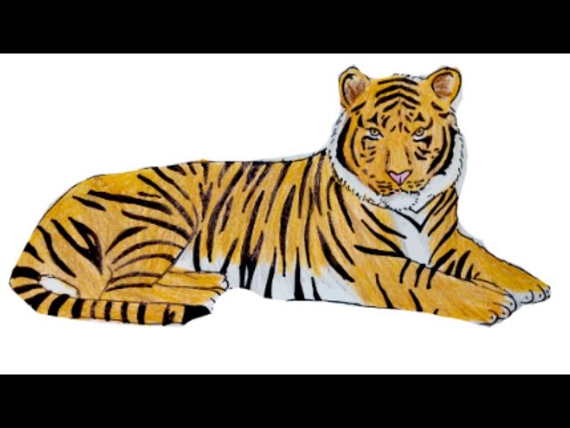 Premium Vector | Tiger drawing cartoon artwork vector