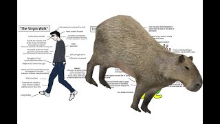 Capybara Chad Vs Virgin Ninja