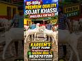85-95Kg Sojat Khassi For Sale #goat #bakra #bakraeid #sojatgoats #sojatbakra #viralgoat #shorts