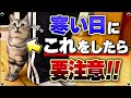 【見逃すと病気につながる】猫が寒い時に見せる行動 "7選"