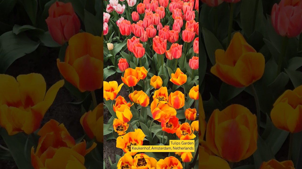 Tulipgarden in Keukenhof near Amsterdam, Lisse, Netherlands 🇳🇱 