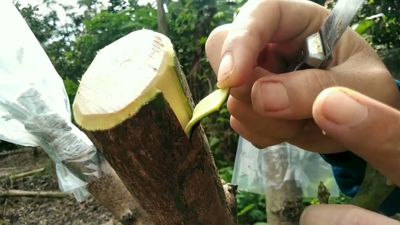 TOP WORKING ALPUKAT KHUSUS BUAT PEMULA @TUNAS BARU